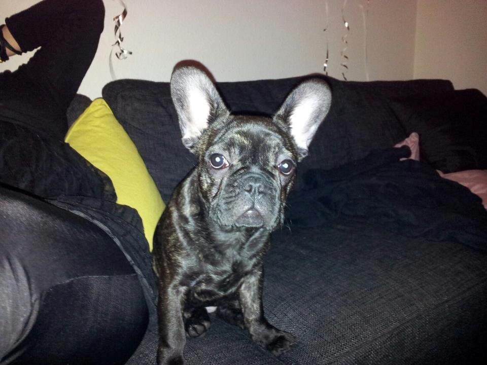 Fransk bulldog Sophie billede 1