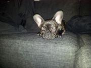 Fransk bulldog Sophie billede 2