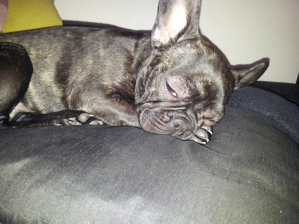 Fransk bulldog Sophie billede 3
