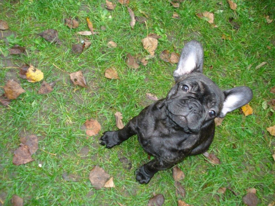Fransk bulldog Sophie billede 4