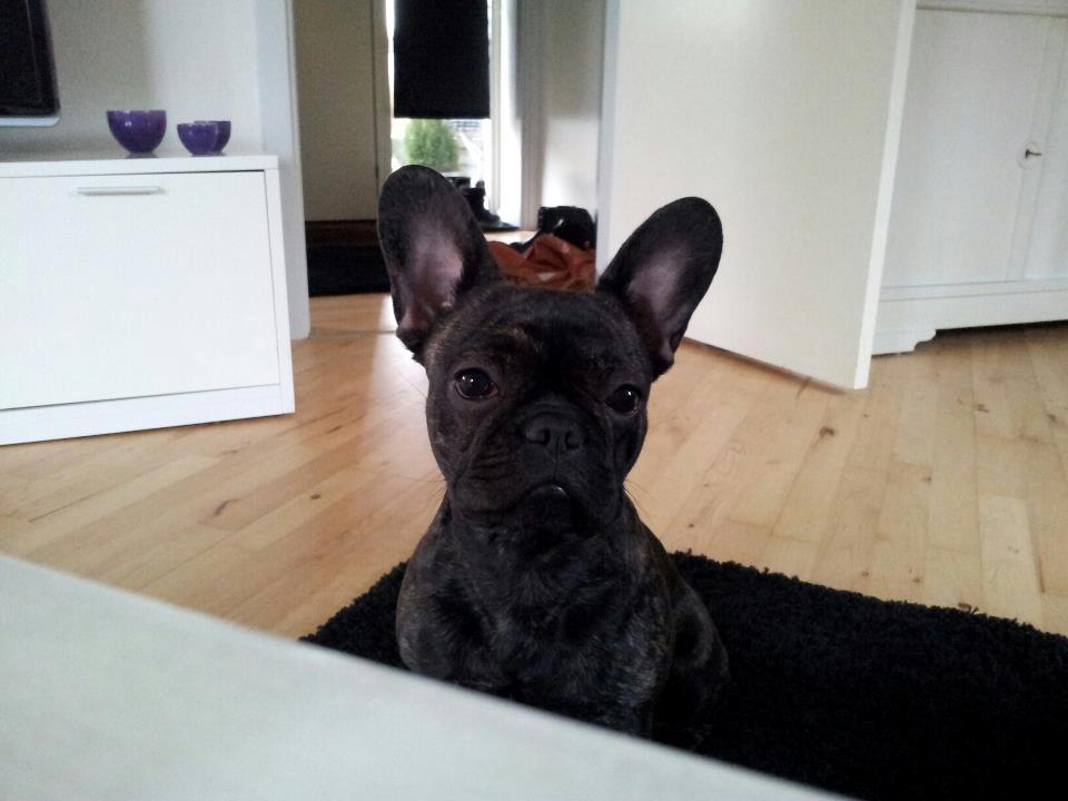Fransk bulldog Sophie billede 5