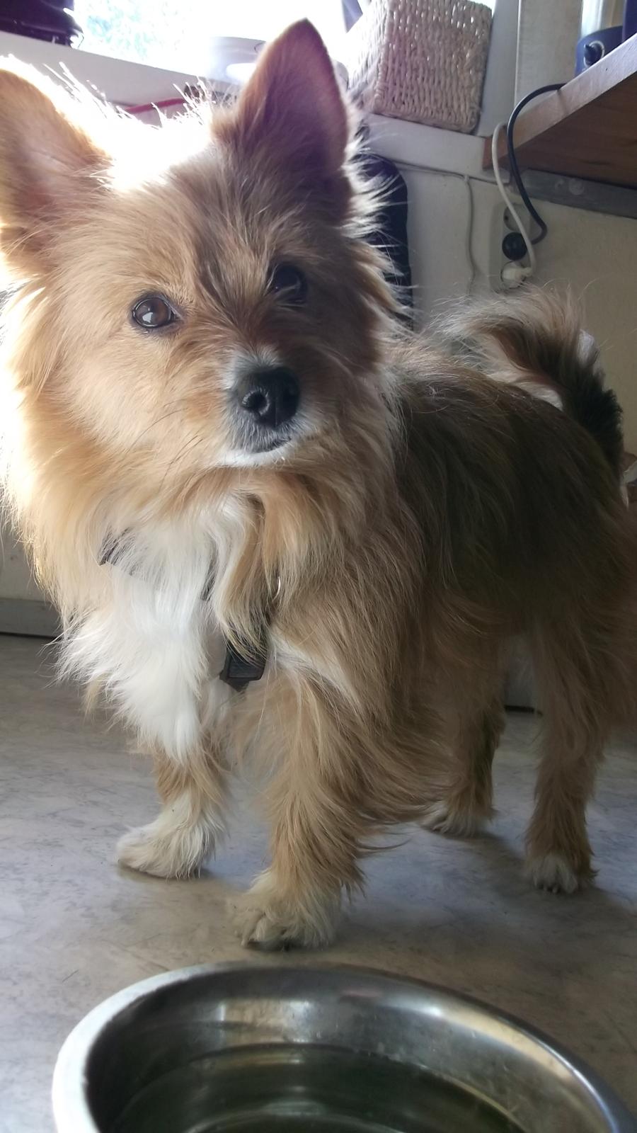 Blanding af racer Sunja billede 3