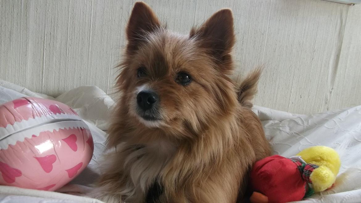 Blanding af racer Sunja billede 7