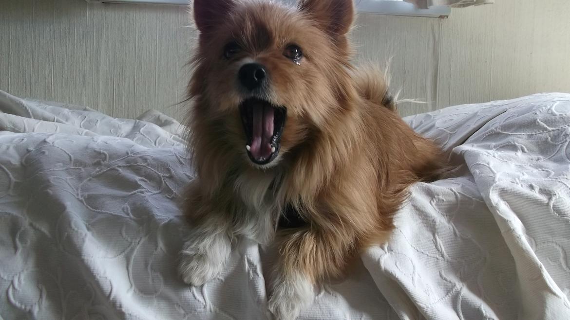 Blanding af racer Sunja billede 17