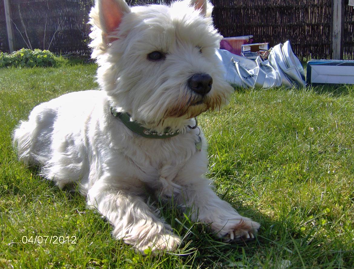 West highland white terrier Sille<3! - Det er Sille min smukke hund:D billede 2