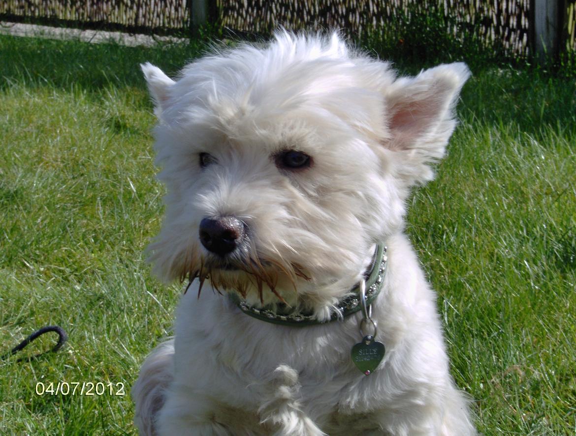 West highland white terrier Sille<3! - Nå så sider jeg jo her<3! billede 3