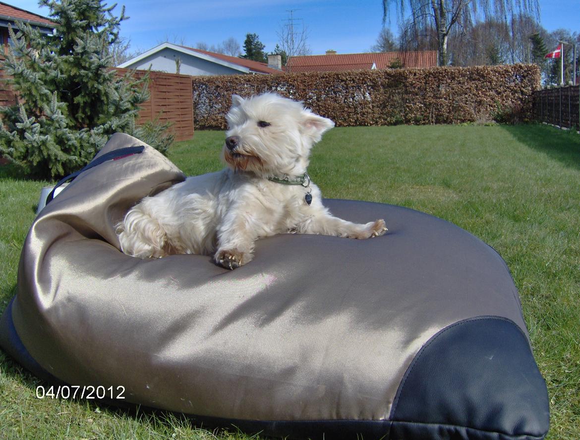 West highland white terrier Sille<3! - Sol tid<3! billede 5