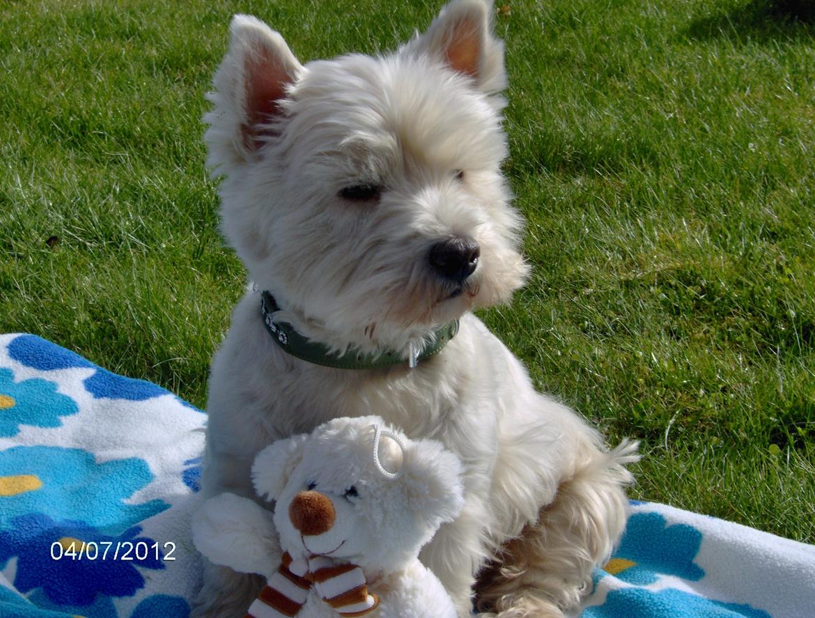 West highland white terrier Sille<3! - Det er en dejlig skov tur med bamsen<3! billede 1