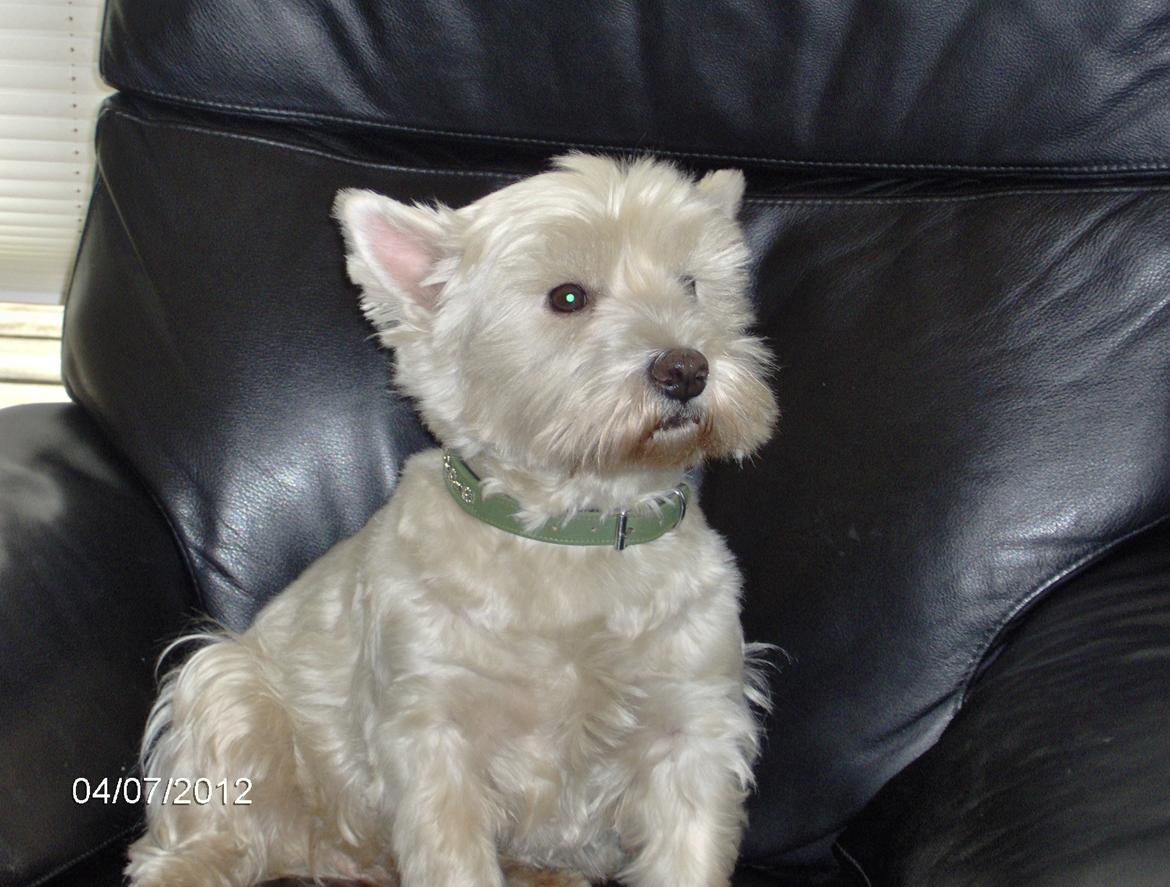 West highland white terrier Sille<3! - Jeg vil se tv! billede 6