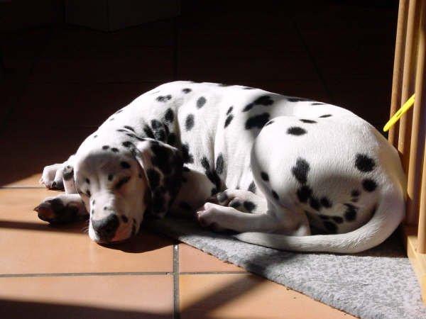 Dalmatiner (jackys smiling) Stella billede 1