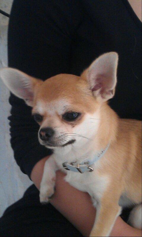 Chihuahua tiko - tiko billede 1