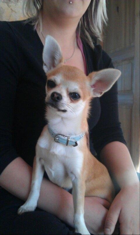 Chihuahua tiko - hvad  billede 2