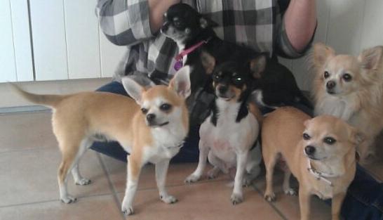 Chihuahua tiko billede 3