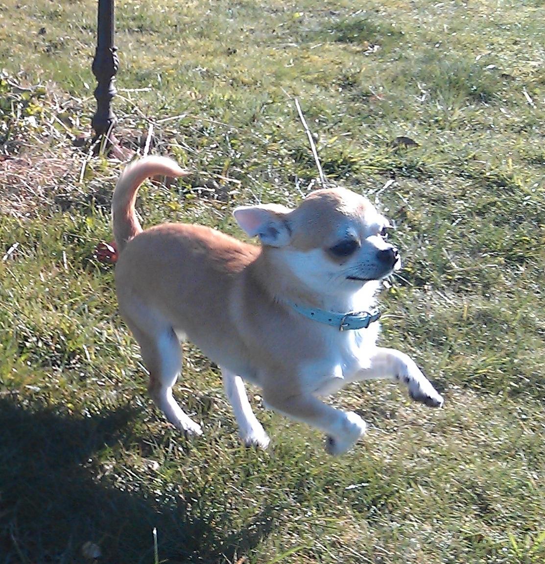 Chihuahua tiko - vild hund  billede 6