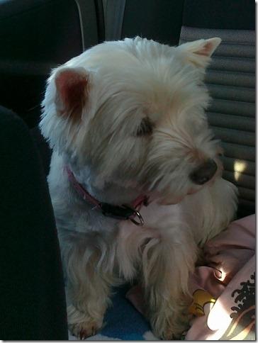 West highland white terrier Sille<3! - Det er rat at side på puden:D billede 7