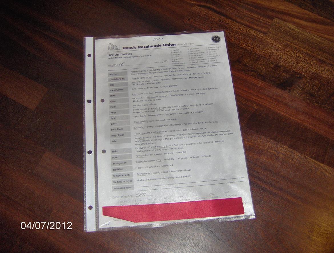 West highland white terrier Sille<3! - Det er Sille's papir på  at hun har været til udstiling:D og det røde er hende 1 plads:D billede 8