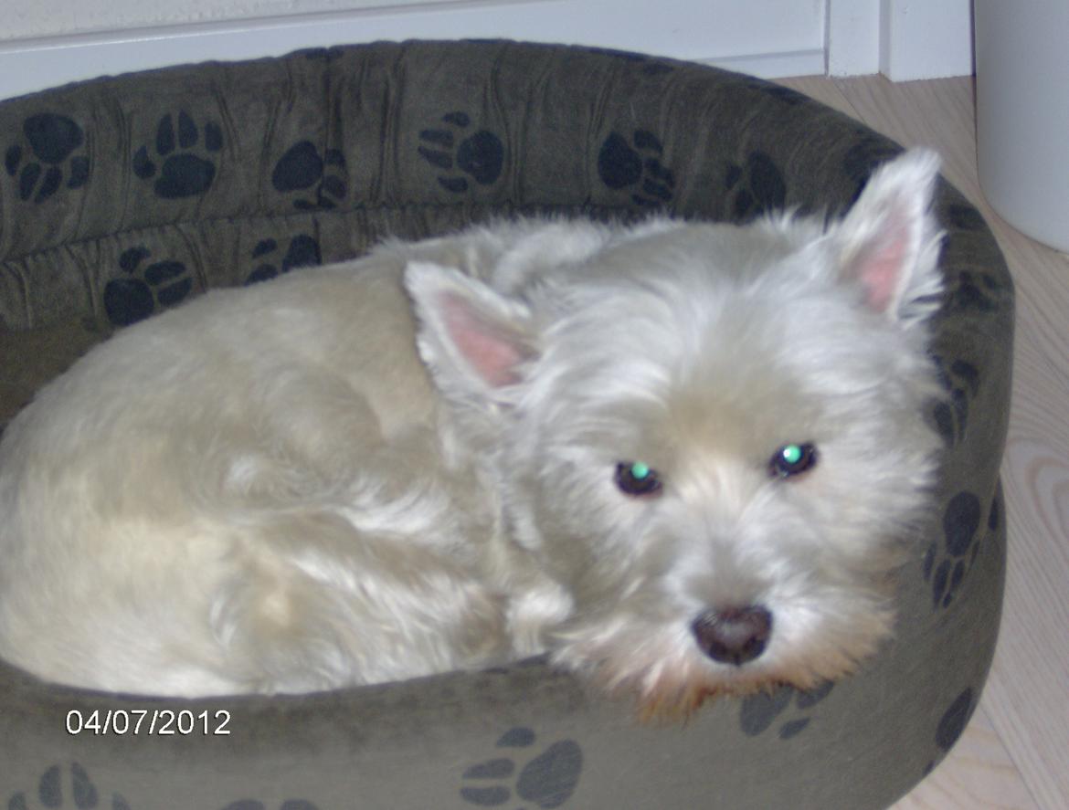 West highland white terrier Sille<3! - En lang dag endelig kan jeg slappe af:D billede 9