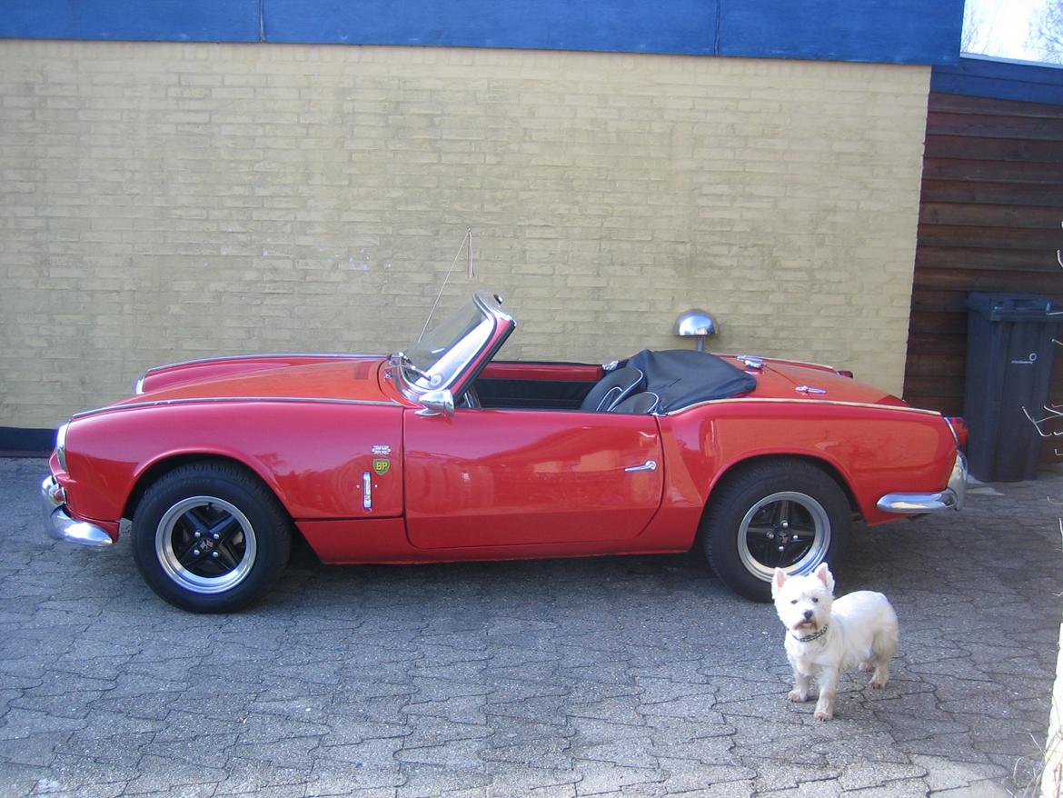 West highland white terrier Sille<3! - Kan vi ik kære en tur nu!?!? billede 10