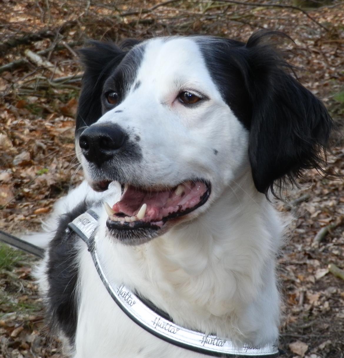 Blanding af racer Chips - Fra Stursbøl plantage d. 8/4 - 12 billede 17