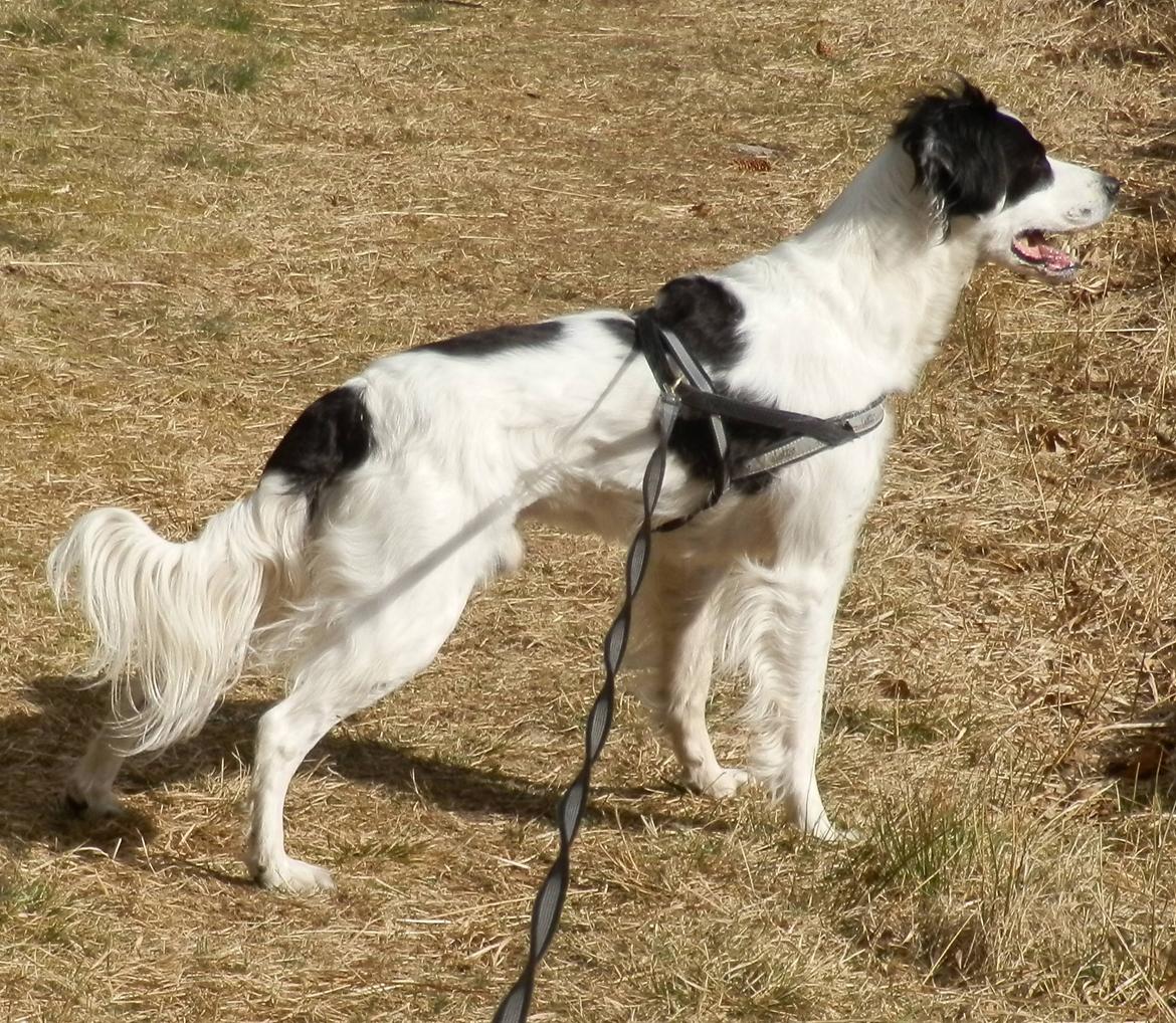 Blanding af racer Chips - Fra Stursbøl plantage d. 8/4 - 12 billede 18