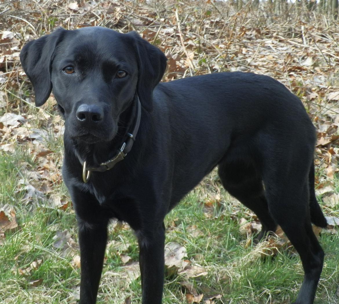 Labrador retriever Laika billede 20