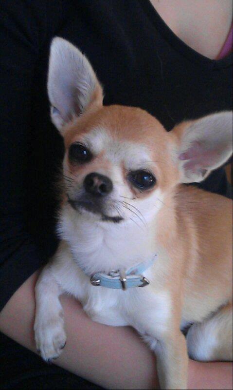 Chihuahua Tiko <3 billede 2