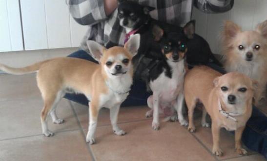 Chihuahua Tiko <3 billede 3