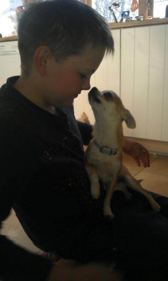 Chihuahua Tiko <3 billede 4