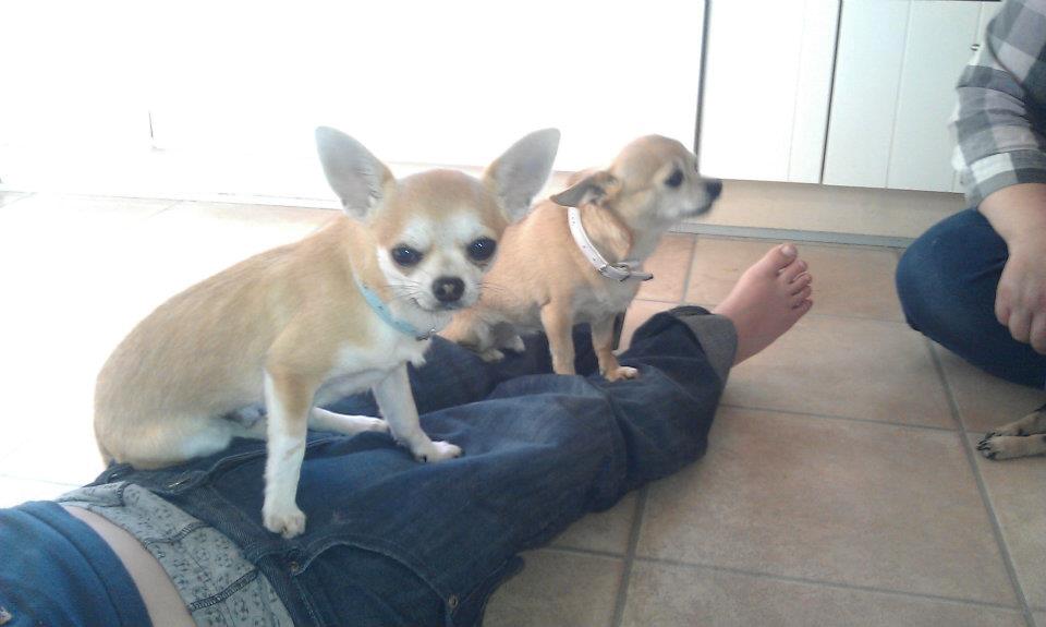 Chihuahua Tiko <3 billede 5