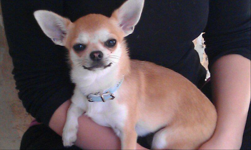 Chihuahua Tiko <3 billede 6