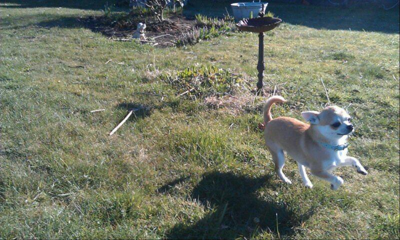 Chihuahua Tiko <3 billede 7