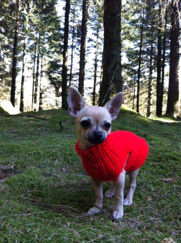 Chihuahua Merle billede 1