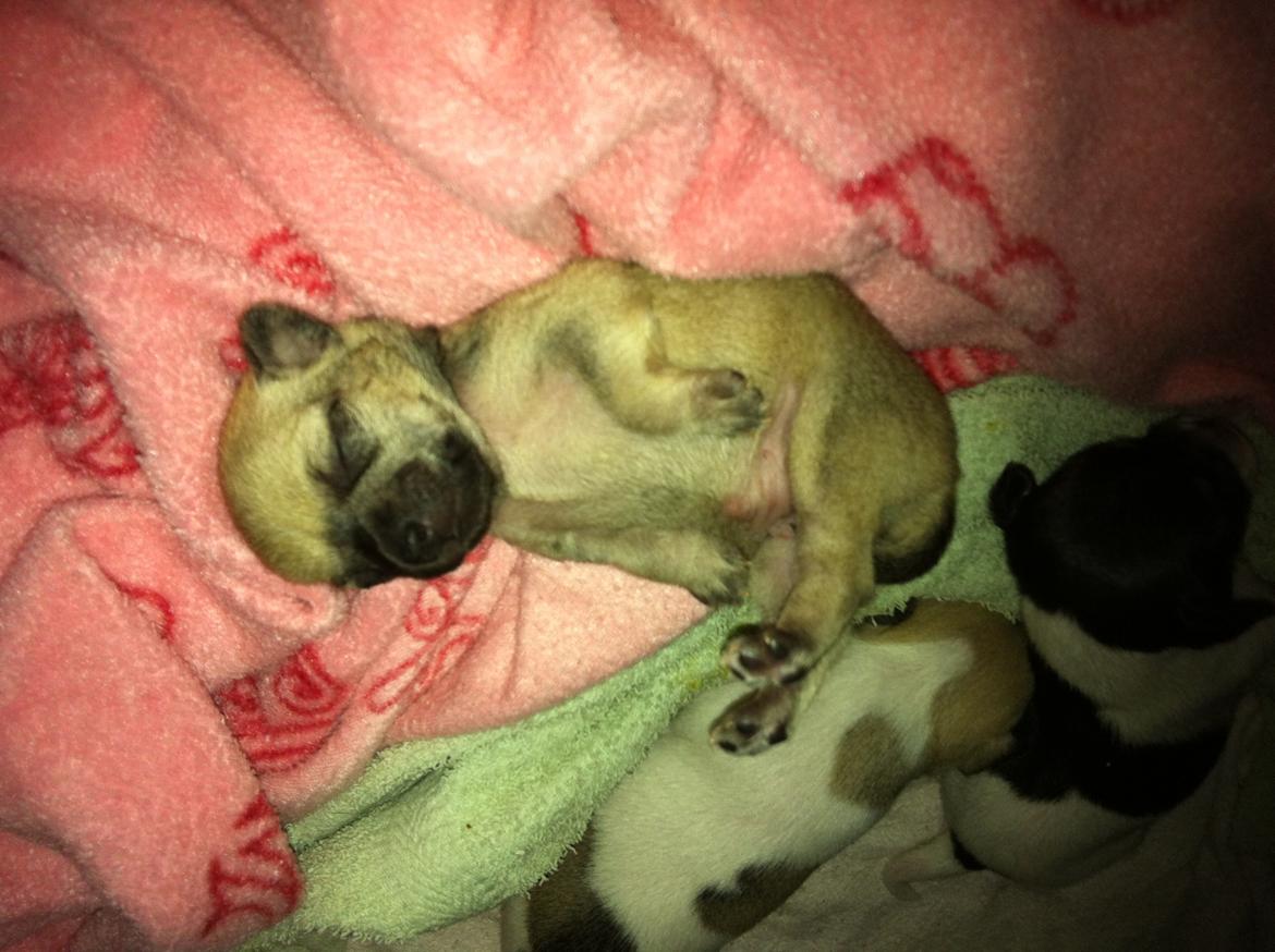 Chihuahua Merle billede 3