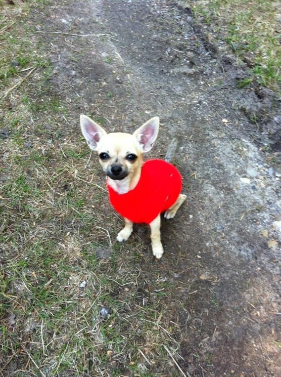 Chihuahua Merle billede 13