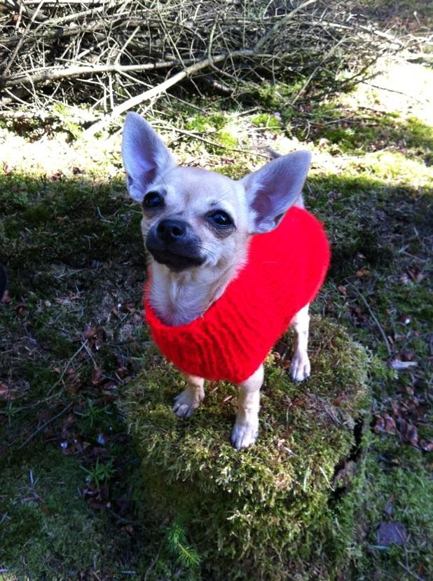 Chihuahua Merle billede 14