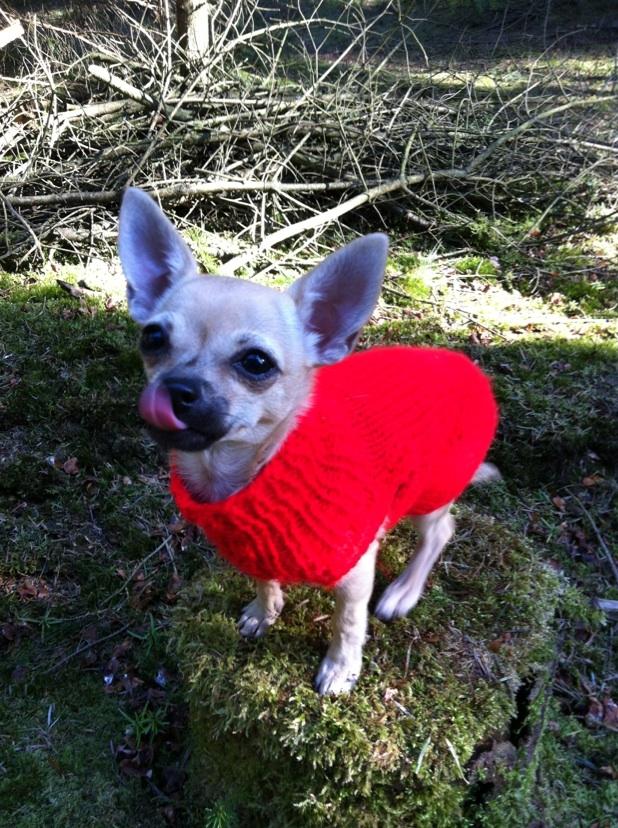 Chihuahua Merle billede 15