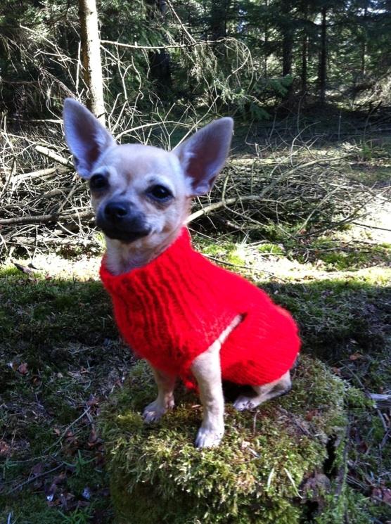 Chihuahua Merle billede 16