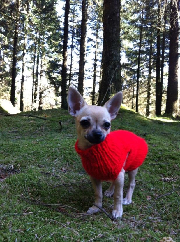 Chihuahua Merle billede 17