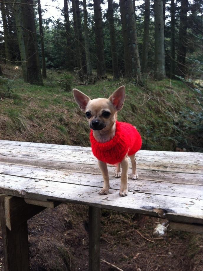 Chihuahua Merle billede 18