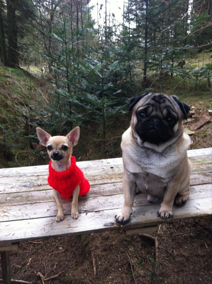 Chihuahua Merle - Merle med sin bedste ven, Lillebror :-) billede 19