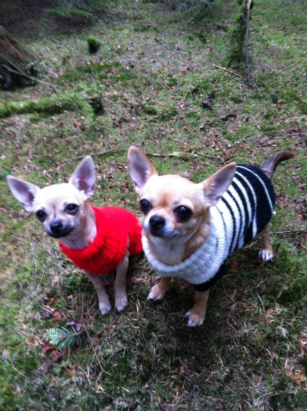 Chihuahua Merle - Merle med Mor-Mitzi i skoven :-) billede 20