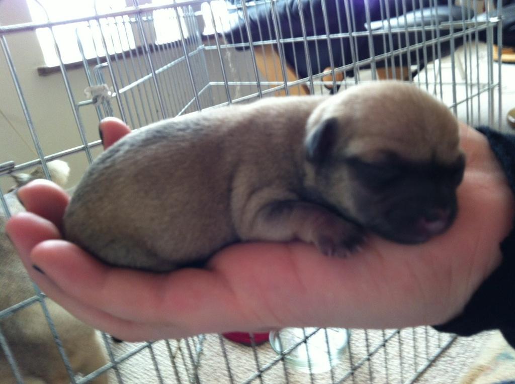 Chihuahua Merle - Merle - et par dage gammel billede 2