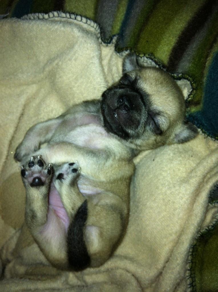 Chihuahua Merle billede 5