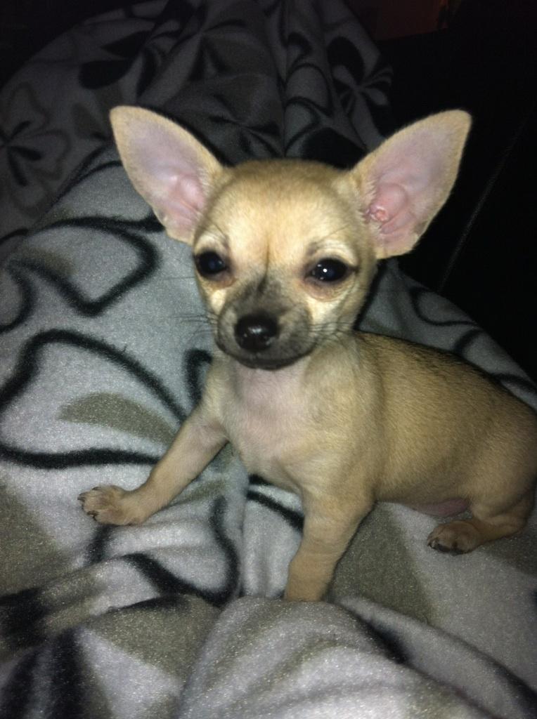 Chihuahua Merle billede 7