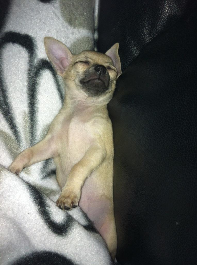 Chihuahua Merle billede 6