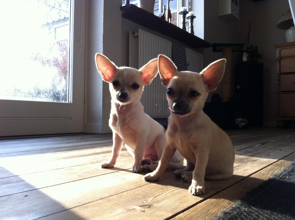 Chihuahua Merle - Merle og "Store"bror Messi :-) billede 12