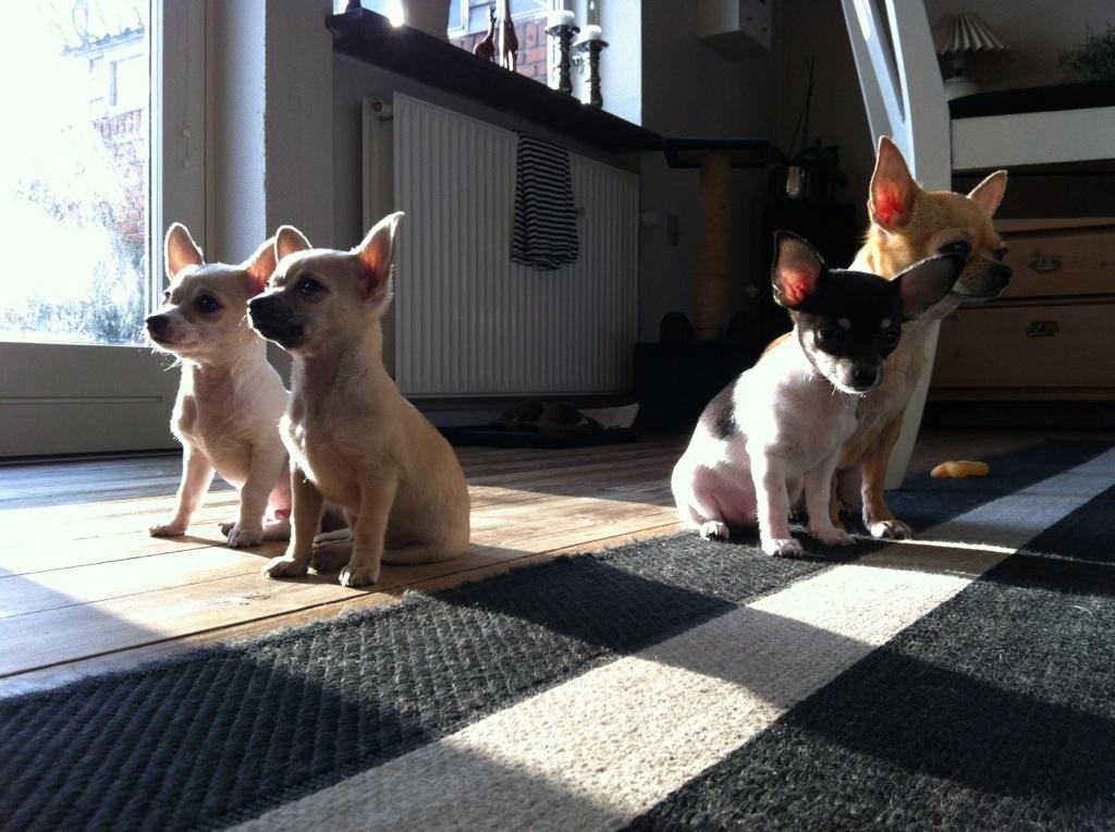Chihuahua Merle - alle 3 hvalpe + mor Mitzi :-) billede 11