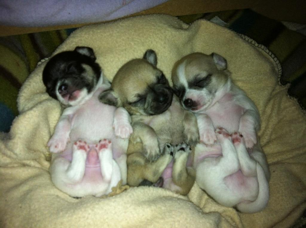 Chihuahua Merle - Merle med sine brødre billede 4