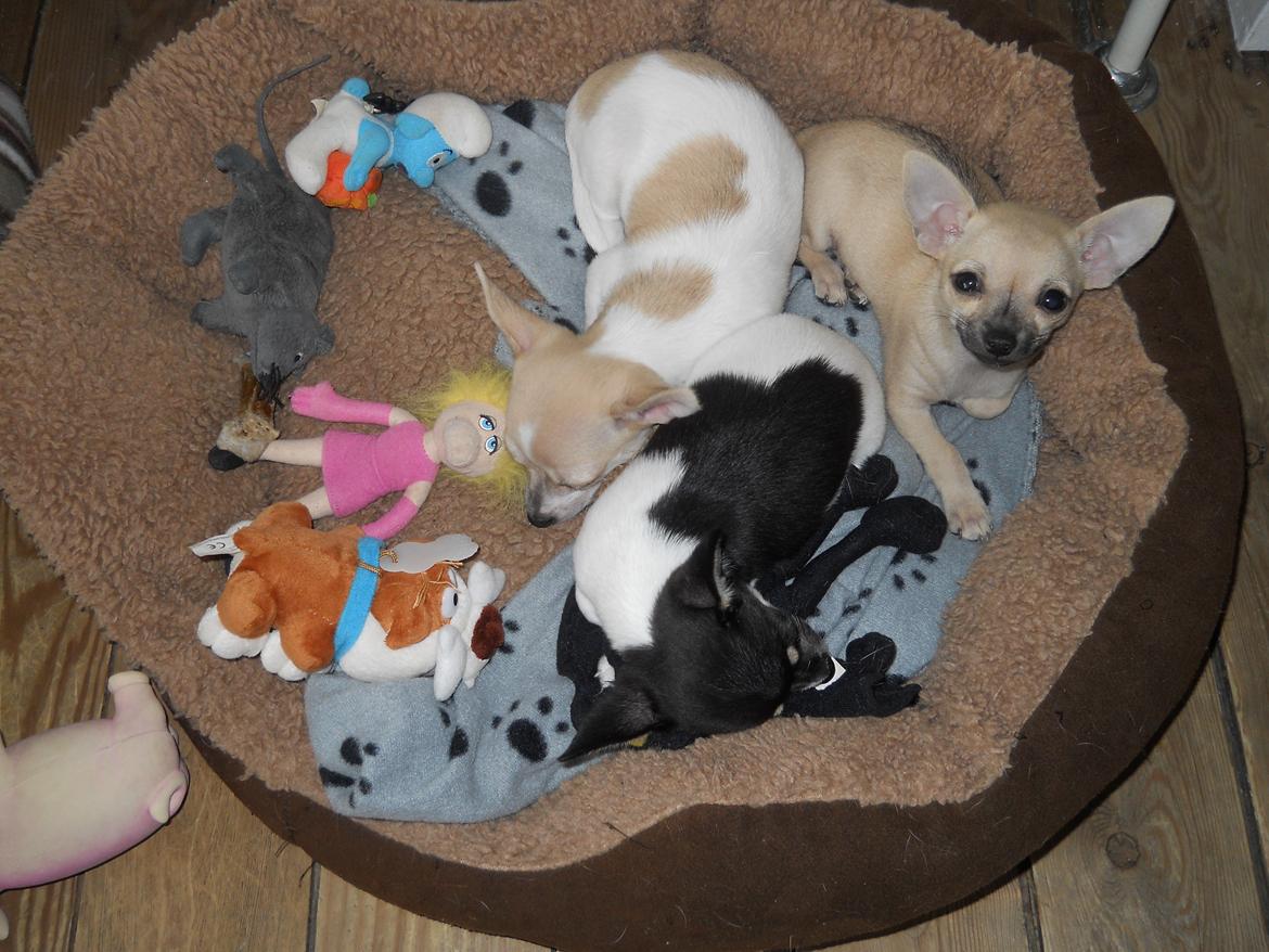 Chihuahua Merle billede 10