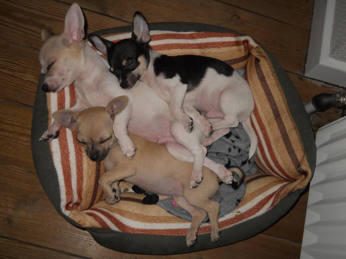 Chihuahua Merle billede 9